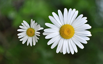 Camomile, Flower, Plant, Macro, Chamomile, Small HD wallpaper