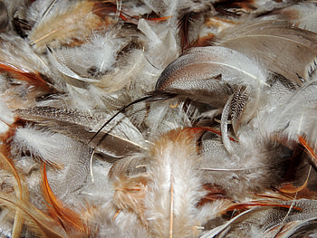 Mixed Feathers, Abstract, graphy, Feathers, Soft HD wallpaper