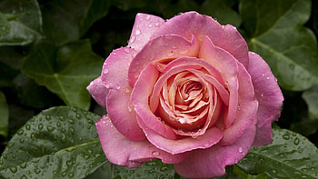 Drops, Macro, Rose Flower, Rose, Petals, Dew HD wallpaper