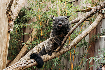 Overloon, Binturong HD wallpaper