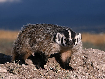 Animals, Stones, Color, Badger HD wallpaper