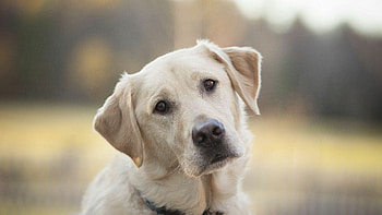 Labrador retriever , Top Labrador retriever backgrounds, Friendly and sociable, Beloved family pet HD wallpaper