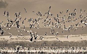Animals, Nature, Birds, Sky, Field HD wallpaper