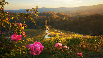 Materov, Czech Republic, blossoms, roses, house, landscape, flowers, foresthills, road HD wallpaper