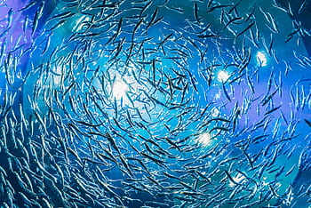 Mesmerizing view of swirling fish school showcasing vivid marine life underwater. HD wallpaper