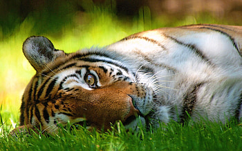 Animals, Grass, To Lie Down, Lie, Muzzle, Sight, Opinion, Tiger HD wallpaper