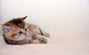 Animals, Cats HD wallpaper