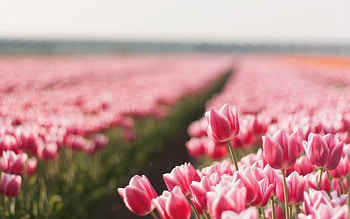Tulips Field, tulip, pink, pink tulips, beautiful, nature, flowers, tulips HD wallpaper