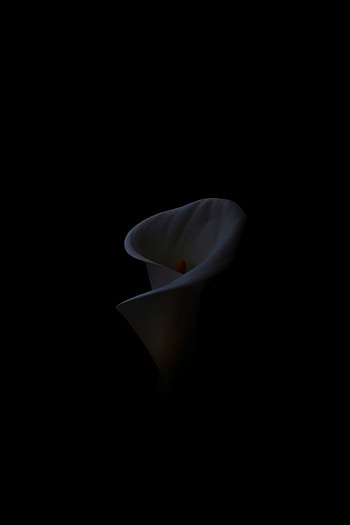 Flower, Minimalism, Black Background, Calla, White-Breaker HD phone wallpaper
