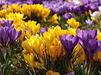 Plants, Flowers HD wallpaper