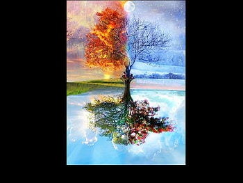 Seasons Call, winter, summer, fall, spring, tree HD wallpaper