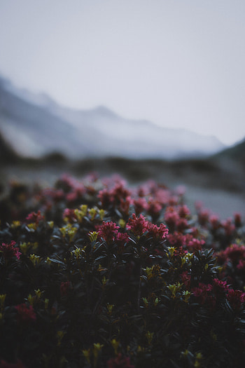 Flowers, Leaves, Twilight, Bush, Bloom, Flowering, Dusk HD phone wallpaper