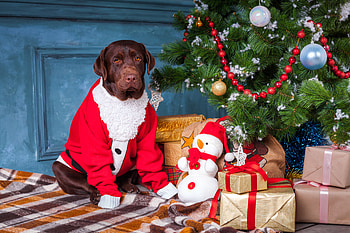 Animal, Labrador Retriever HD wallpaper