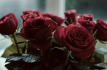 Beautiful Rose, rose, nature, flowers, red HD wallpaper