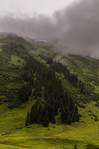 Nature, Trees, Mountains, Clouds, Fog, Slope HD phone wallpaper