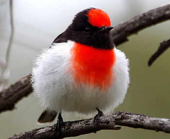 Beautiful Bird, white, bird, red, beautiful, tree HD wallpaper