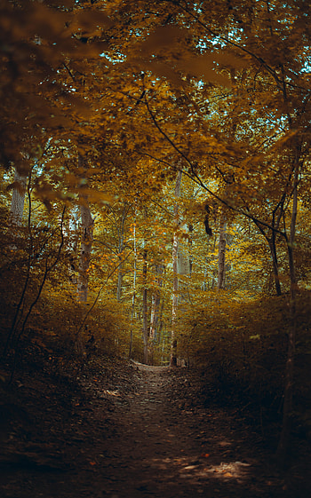 Nature, Trees, Autumn, Forest, Branches, Path HD phone wallpaper