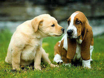 Animals, Dogs HD wallpaper