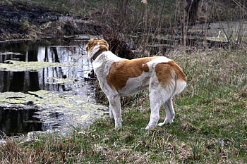 Alabai dogs, Canal bank , Alabai on the bank, CC by license HD wallpaper