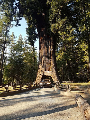 Redwood National Park, Park overview, Breathtaking , Natural landscapes HD phone wallpaper