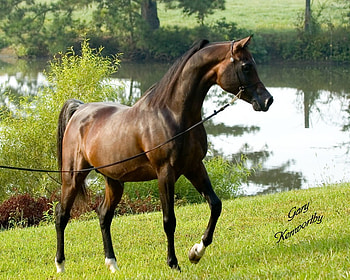 Bay Arabian, bay, arabian, horses, oriental HD wallpaper