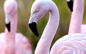 Flamingo , Animal beauty, Colorful plumage, Eye-catching background HD wallpaper