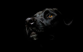 Dark and mysterious dogs, Striking backgrounds, Tantalizing ry, Intense atmosphere HD wallpaper