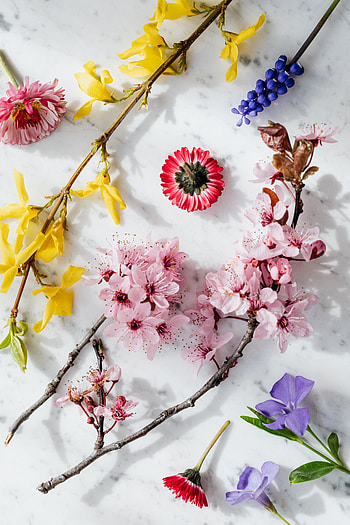 Garden flowers, multi-colors, samples HD phone wallpaper