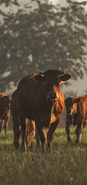 genic cows, Majestic farm animals, Graceful bovines, Countryside beauty HD phone wallpaper