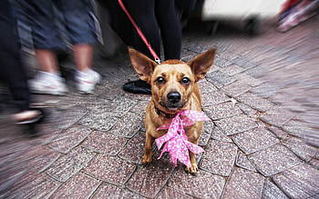 Animals, Dog, Muzzle, Leash, Sight, Opinion HD wallpaper