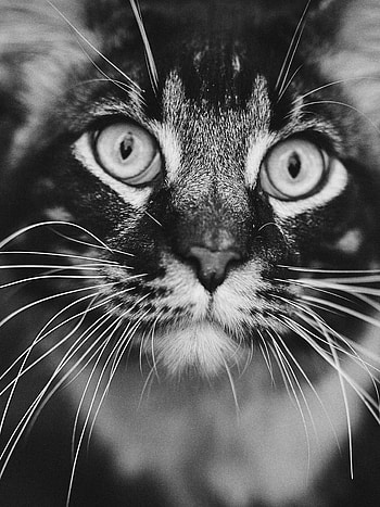 Staring cat ultra , Intriguing gaze, Striking black and white, Mobile background HD phone wallpaper
