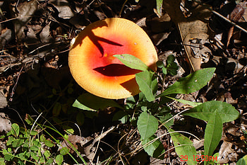 SOLAR MUSHROOM, plant, arkansas, mushroom, solar, mountain HD wallpaper