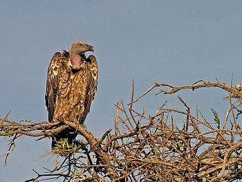 The Griffon Vulture, vulture, feathers, bird, scavenger HD wallpaper