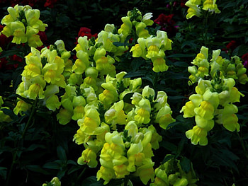 Little yellow bells, flowers, bells, little, yellow HD wallpaper