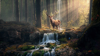 The Deer And The Owl, deer, owl, animals, artist, artwork, art, digital-art HD wallpaper