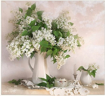 white lilacs, still life, abstract, graphy HD wallpaper