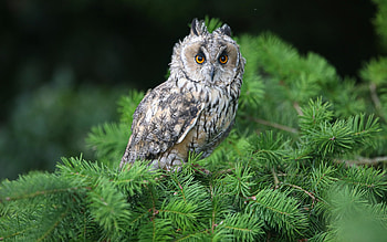 Owl Leo, bird, needles, nature, owl, tree HD wallpaper