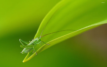 Grasshopper , Nature's harmony, Animal , Vibrant colors HD wallpaper