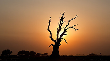 Evil dead tree for HD wallpaper