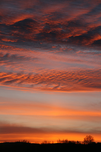 Nature, Trees, Sunset, Sky, Clouds, Branches HD phone wallpaper