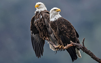 Bald Eagles, animal, bird, eagle, bald eagle HD wallpaper