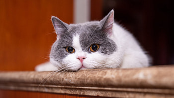 Cat, animal, kitten, kitty HD wallpaper