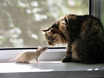 FRIENDSHIP, cat, white, mouse HD wallpaper