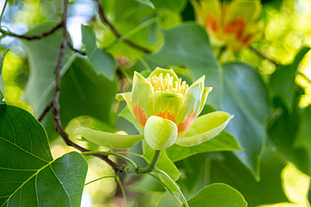 Liriodendron Tulipifera, Shoreline Area News, Tulip Tree HD wallpaper