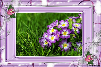 PRETTY IN PURPLE, PRETTY, FLOWERS, PURPLE, FRAMED HD wallpaper