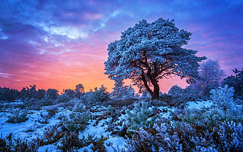Winter Wonderland - Holterberg, the Netherlands, sky, sunset, snow, colors, trees, clouds HD wallpaper