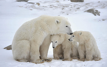 Polar bear , Adorable bear cubs, Mother's love, Heartwarming family HD wallpaper