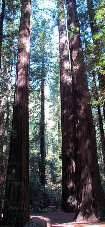 Redwood national park, State park beauty, , Nature's wonder HD phone wallpaper