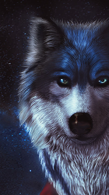 Wolf in night, wolf HD phone wallpaper