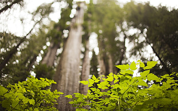 Nature, Trees, Grass, Summer, Branches, Foreground, From Below HD wallpaper